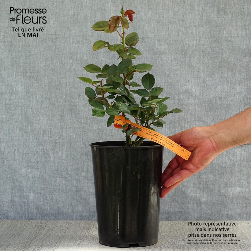 Rosa Abbaye de Cluny - Modern Shrub Rose 4L/5L pot sample as delivered in spring