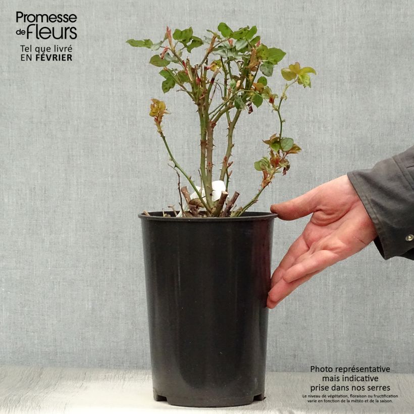 Rosa Anatasia - Hybrid Tea Rose 4L/5L pot sample as delivered in winter