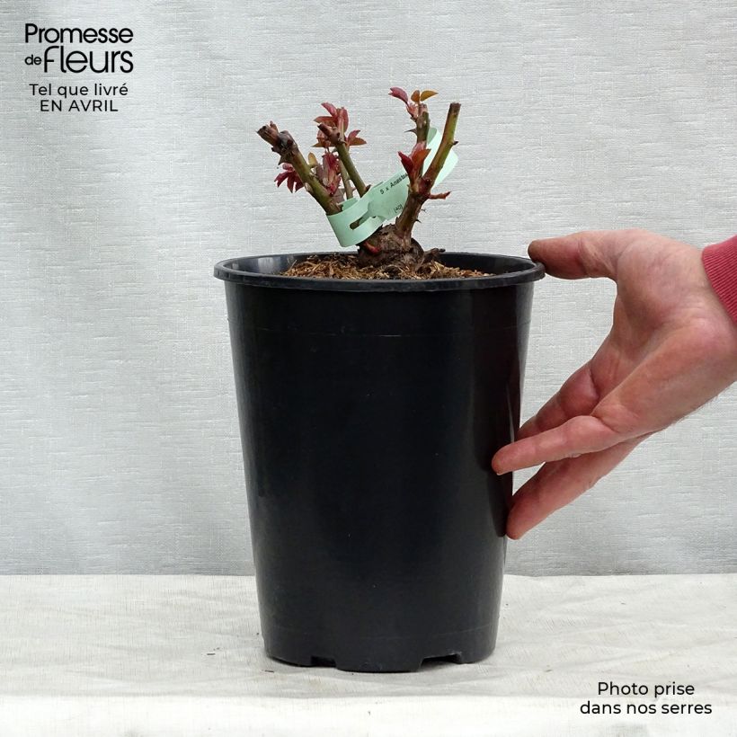 Rosa Anatasia - Hybrid Tea Rose 4L/5L pot sample as delivered in spring