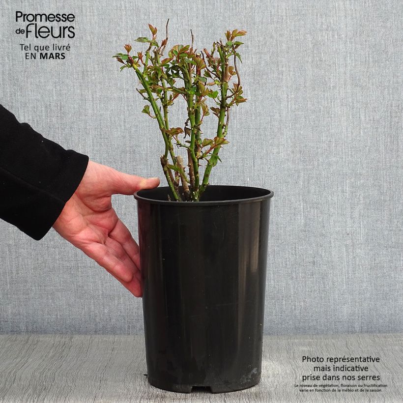 Rosa Annapurna 4L/5L pot sample as delivered in winter