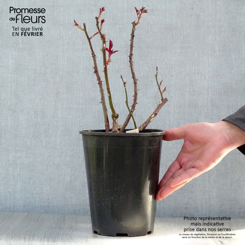 Rosa Anne Vanderlove - Modern Tea Hybrid Rose 4L/5L pot sample as delivered in winter
