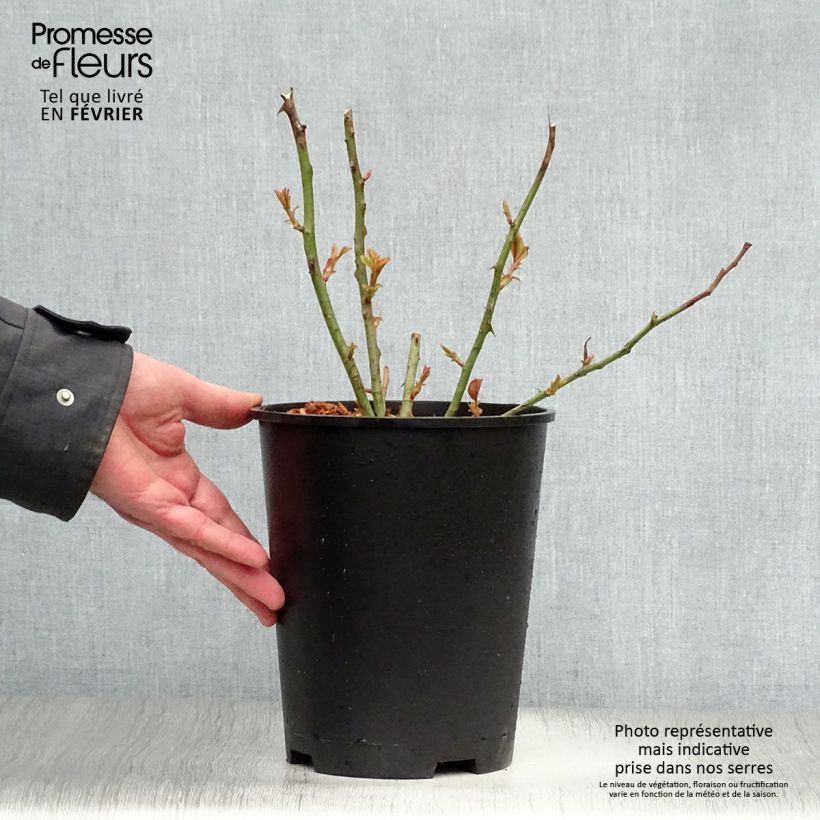 Rosa 'Barbados' - Hybrid Tea Rose 4L/5L pot sample as delivered in winter