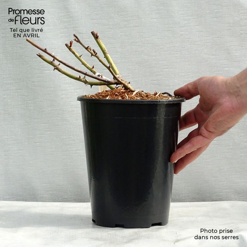 Rosa Belle du Seigneur - Hybrid Tea Rose 4L/5L pot sample as delivered in spring