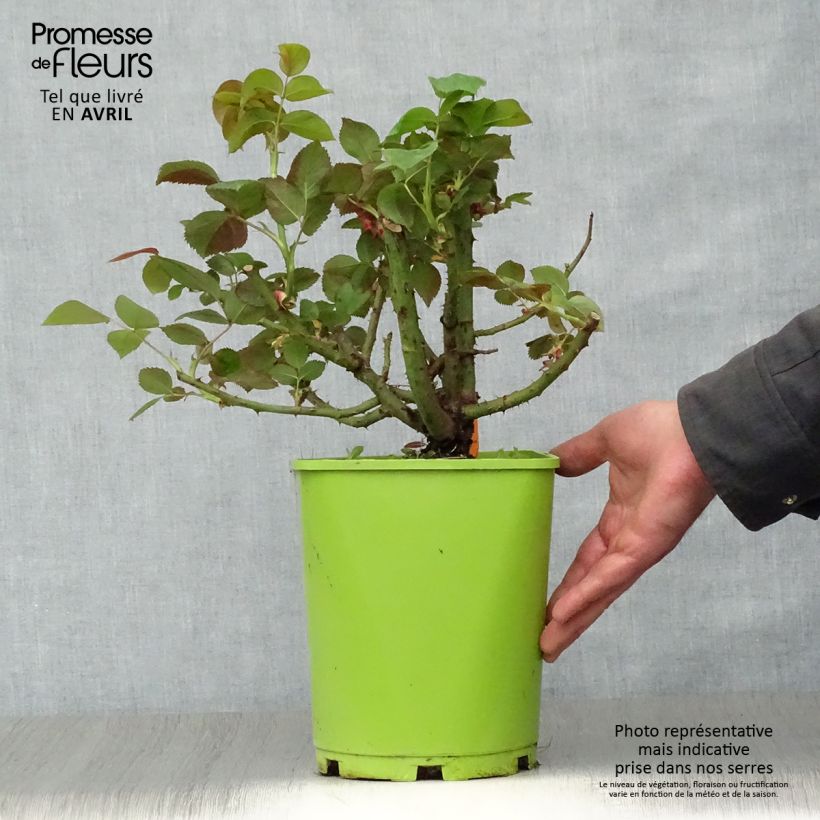 Rosa 'Belles Rives' - Shrub Rose 4L/5L pot sample as delivered in spring