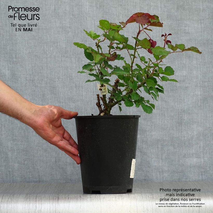 Rosa Berthe Morisot 3L/4L pot sample as delivered in spring