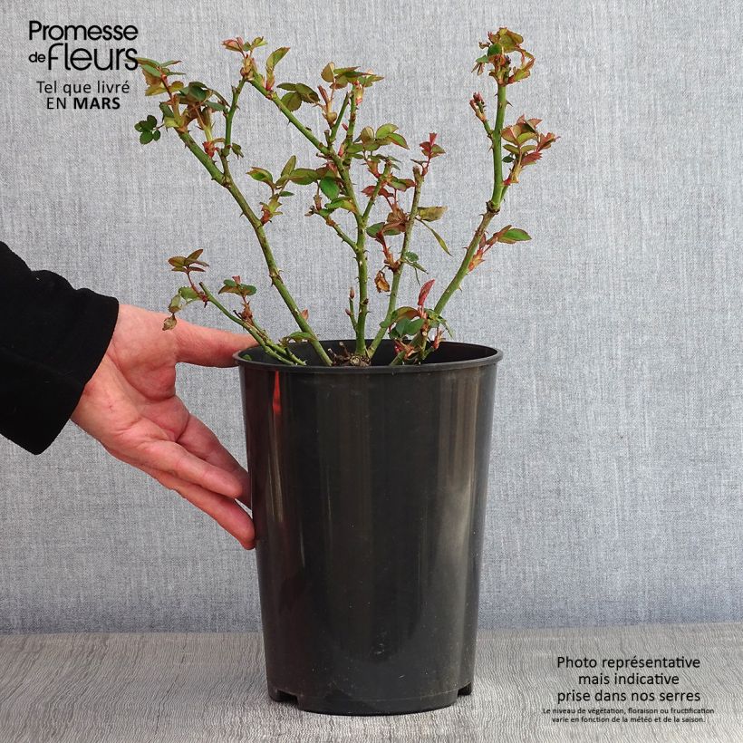 Rosa Borneo Odore 4L/5L pot sample as delivered in winter