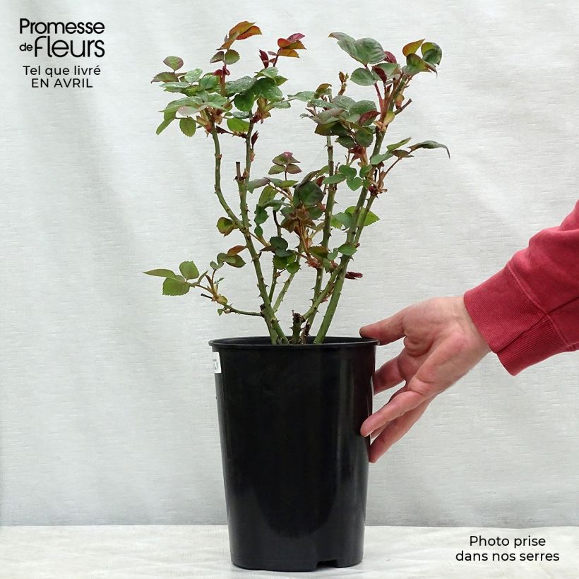 Rosa Borneo Odore 4L/5L pot sample as delivered in spring