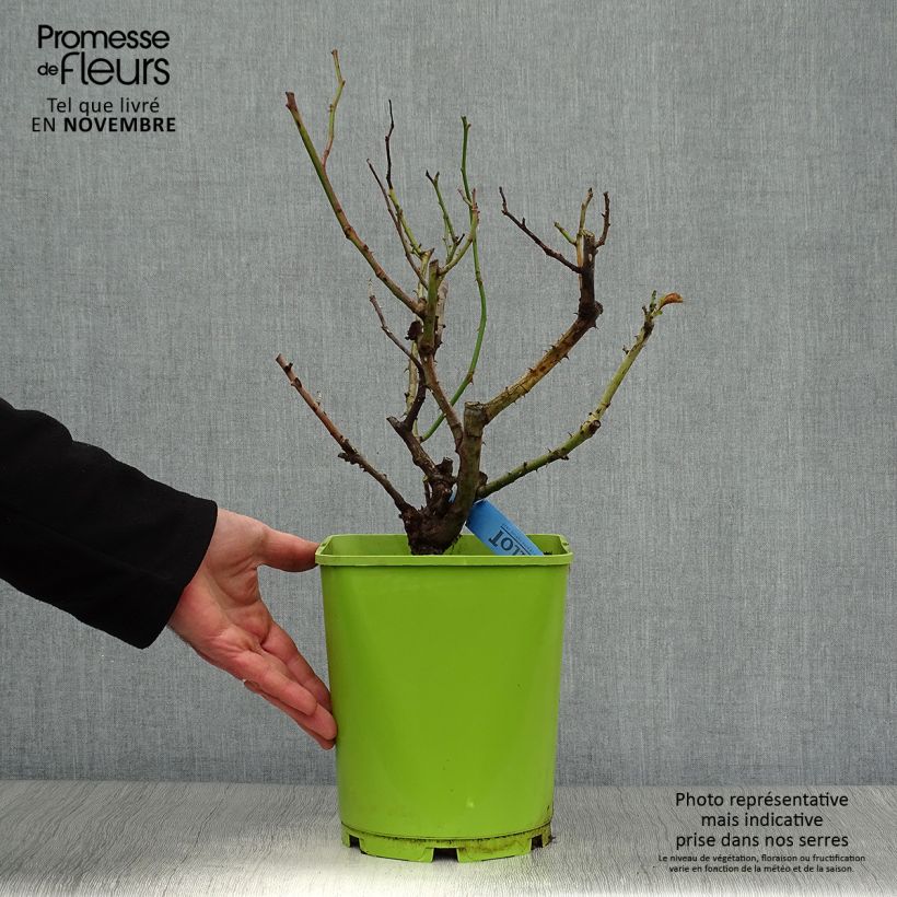 Rosa Bossuet Aigle de Meaux 4L/5L pot sample as delivered in autumn
