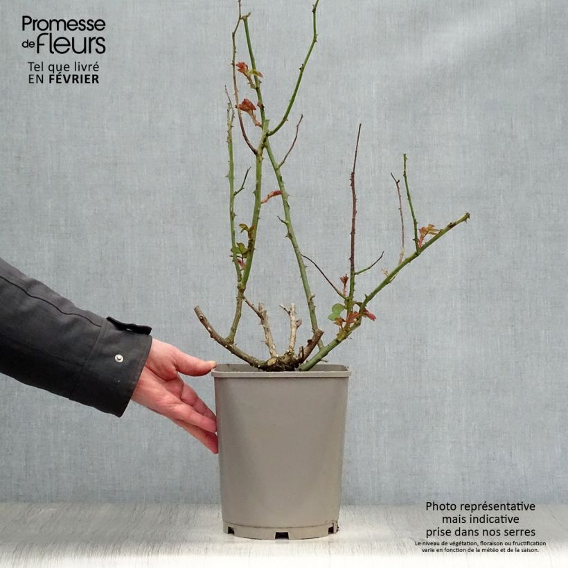 Rosa 'Catherine Deneuve' - Hybrid Tea Rose 4L/5L pot sample as delivered in winter