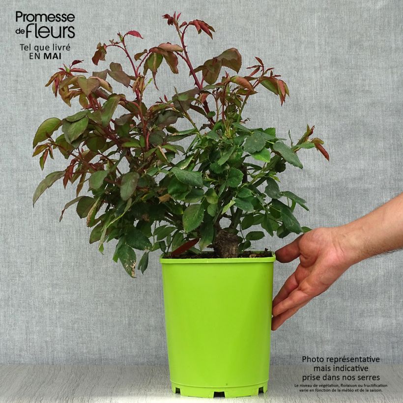 Rosa 'Catherine Deneuve' - Hybrid Tea Rose 4L/5L pot sample as delivered in spring