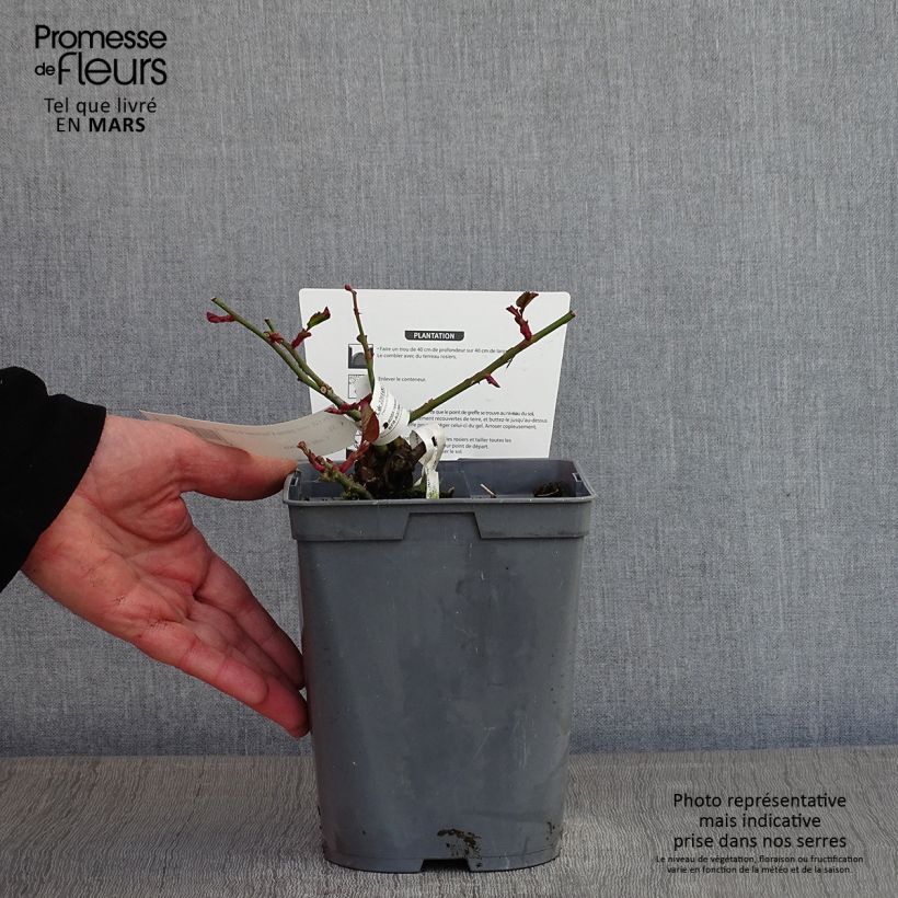 Rosa 'Chartreuse de Parme' - Hybrid Tea Rose 3L/4L pot sample as delivered in winter