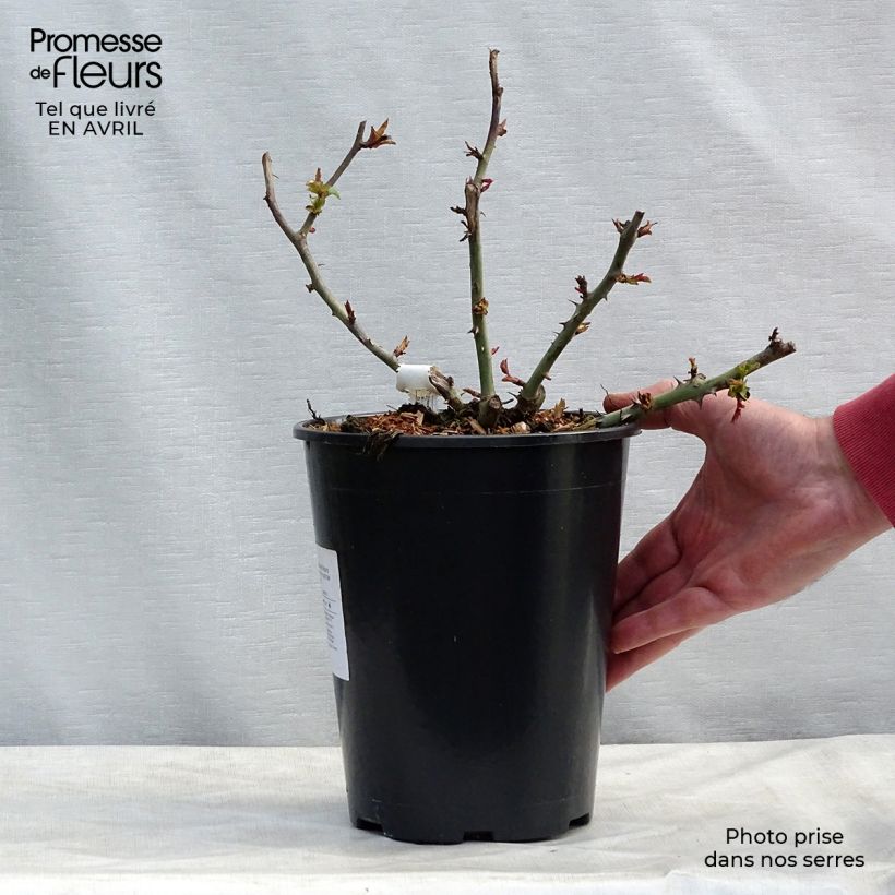 Rosa Claude Monet - Shrub Rose 3L/4L pot sample as delivered in spring