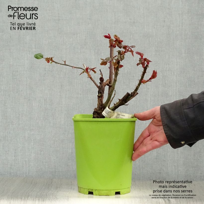Rosa 'Crazy Fashion' - Hybrid Tea Rose 4L/5L pot sample as delivered in winter
