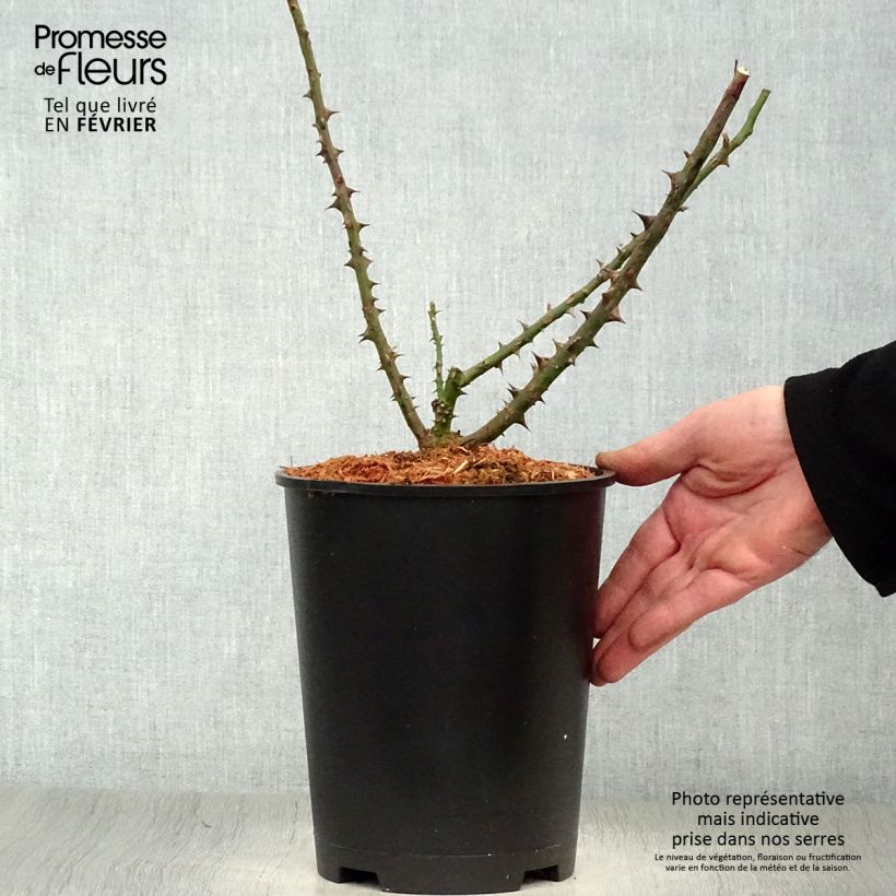 Rosa 'Dame de Coeur' 4L/5L pot sample as delivered in winter