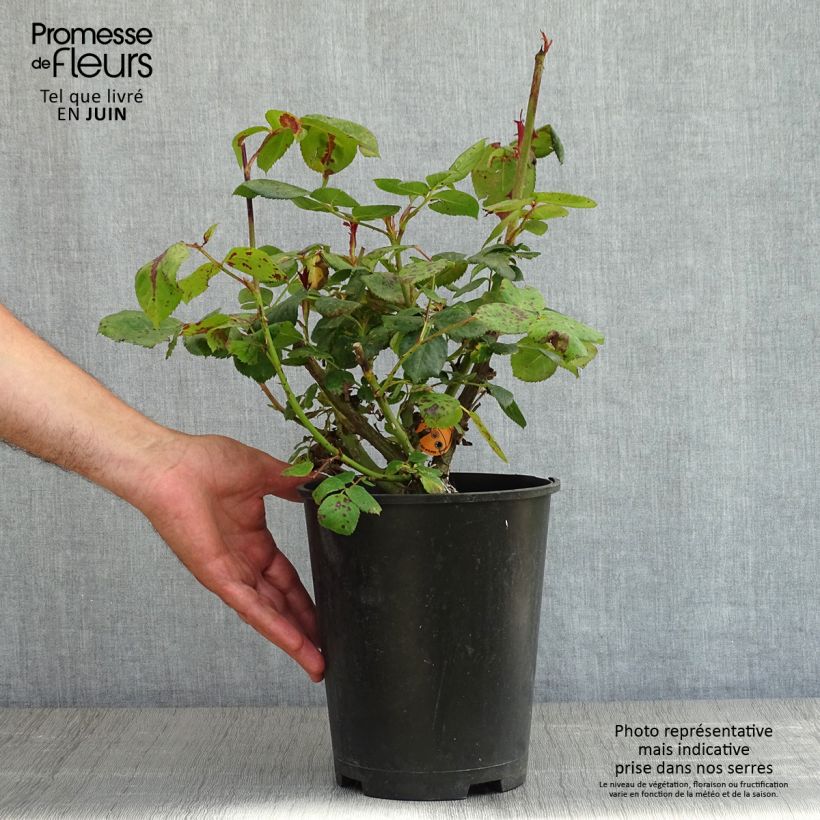 Rosa Elégance Française Meithatie 4L/5L pot sample as delivered in spring