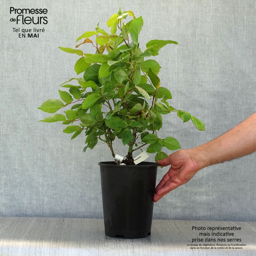 Rosa 'Gérard Depardieu' 4L/5L pot sample as delivered in spring