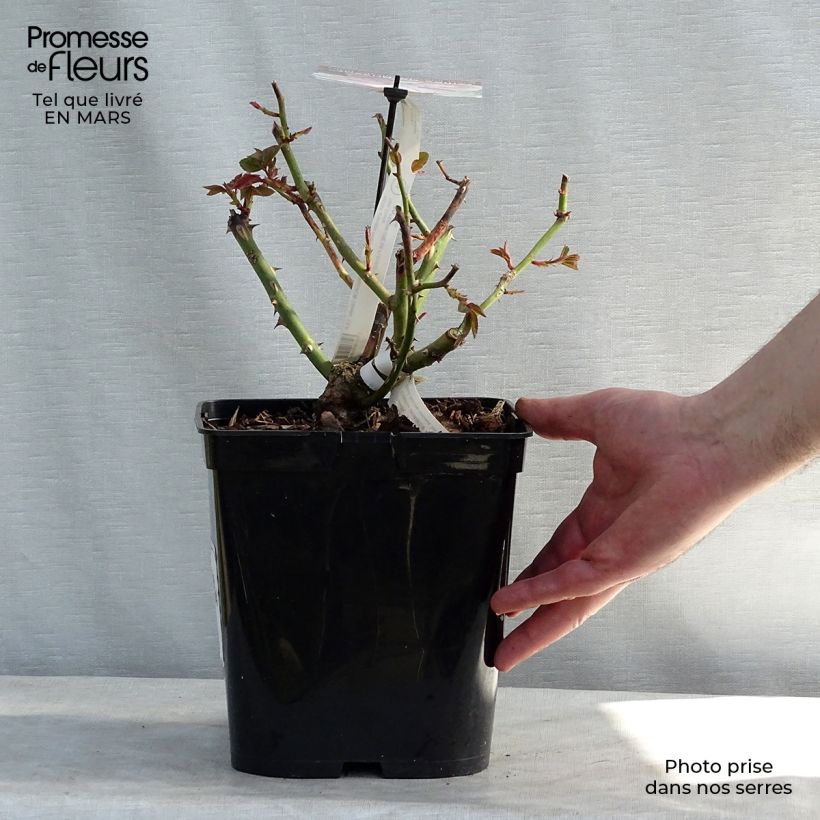 Rosa Gilles de Brissac - Shrub Rose 4L/5L pot sample as delivered in spring