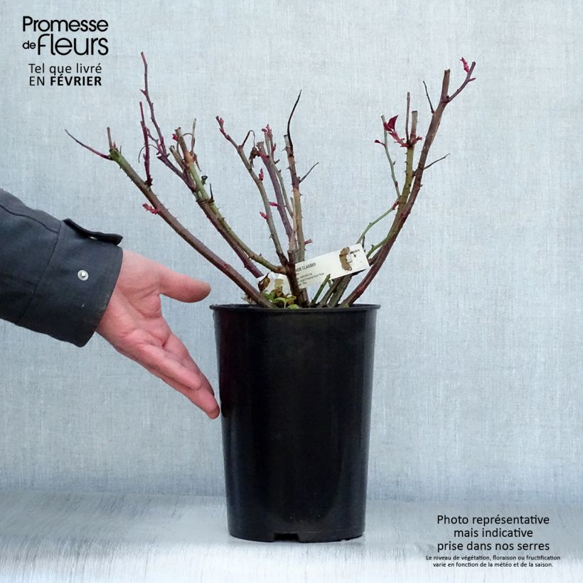 Rosa  'Grande Classe' - Hybrid Tea Rose  4L/5L pot sample as delivered in winter