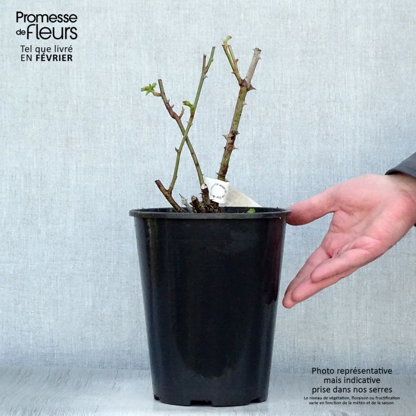 Rosa Guillaume Gomez 4L/5L pot sample as delivered in winter