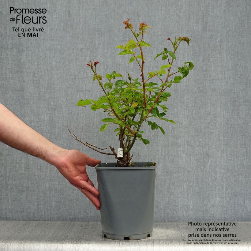 Rosa Guillaume Gomez 4L/5L pot sample as delivered in spring