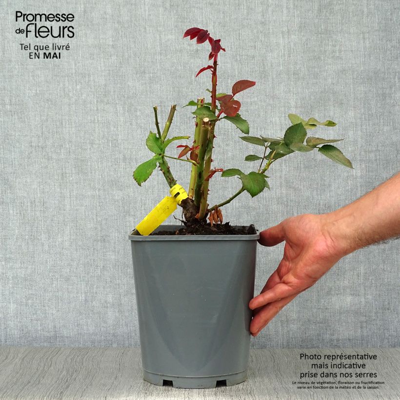 Rosa Hacienda - Hybrid Tea Rose 4L/5L pot sample as delivered in spring