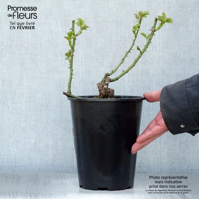 Rosa Ibiza - Hybrid Tea Rose 4L/5L pot sample as delivered in winter