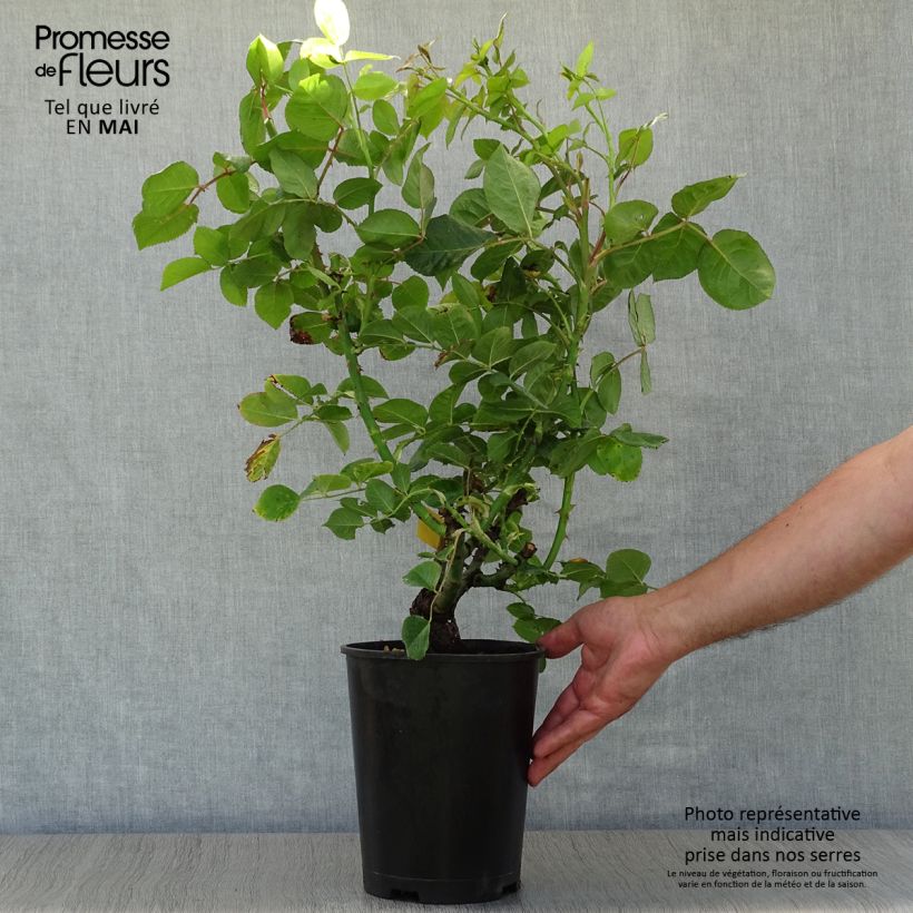 Rosa Ibiza - Hybrid Tea Rose 4L/5L pot sample as delivered in spring