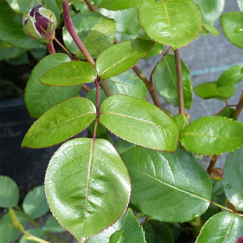 Rosa 'Ingrid Bergman' - Shrub Rose (Foliage)