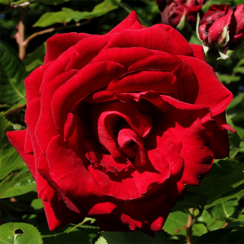 Rosa 'Ingrid Bergman' - Shrub Rose (Flowering)