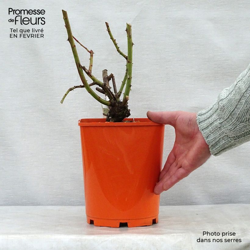 Rosa Jingle Bells 4L/5L pot sample as delivered in winter