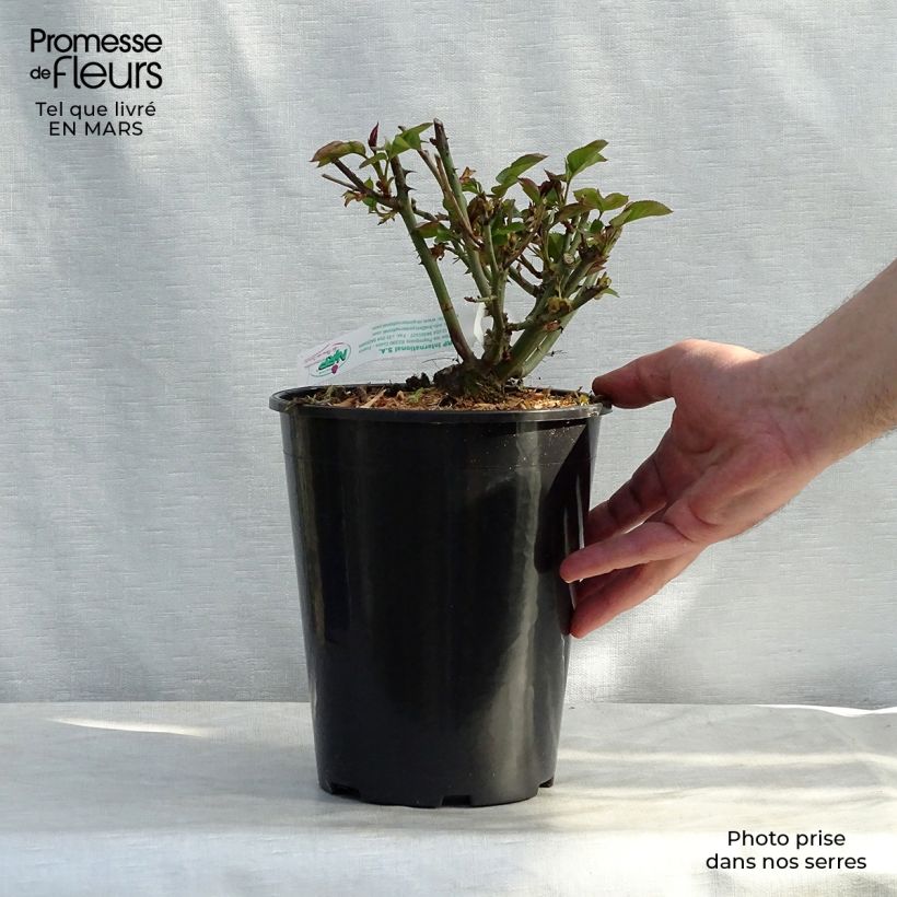 Rosa 'Jules Verne' - Hybrid Tea Rose 4L/5L pot sample as delivered in spring