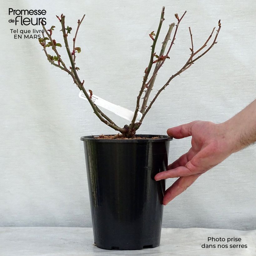 Rosa La Rose de Molinard - Hybrid Tea Rose 4L/5L pot sample as delivered in spring