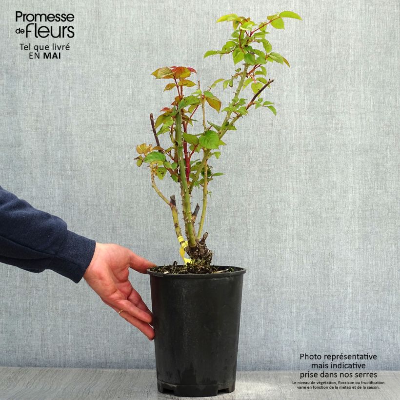 Rosa 'Fox-Trot' - Hybrid Tea Rose  4L/5L pot sample as delivered in spring