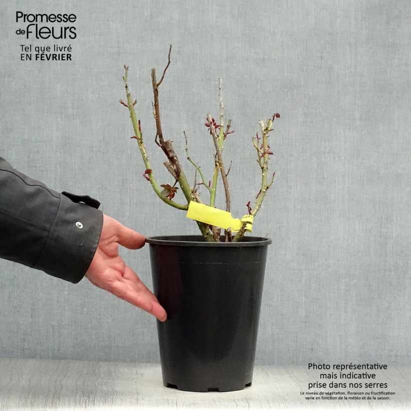 Rosa 'La Garçonne' - Hybrid Tea Rose 4L/5L pot sample as delivered in winter