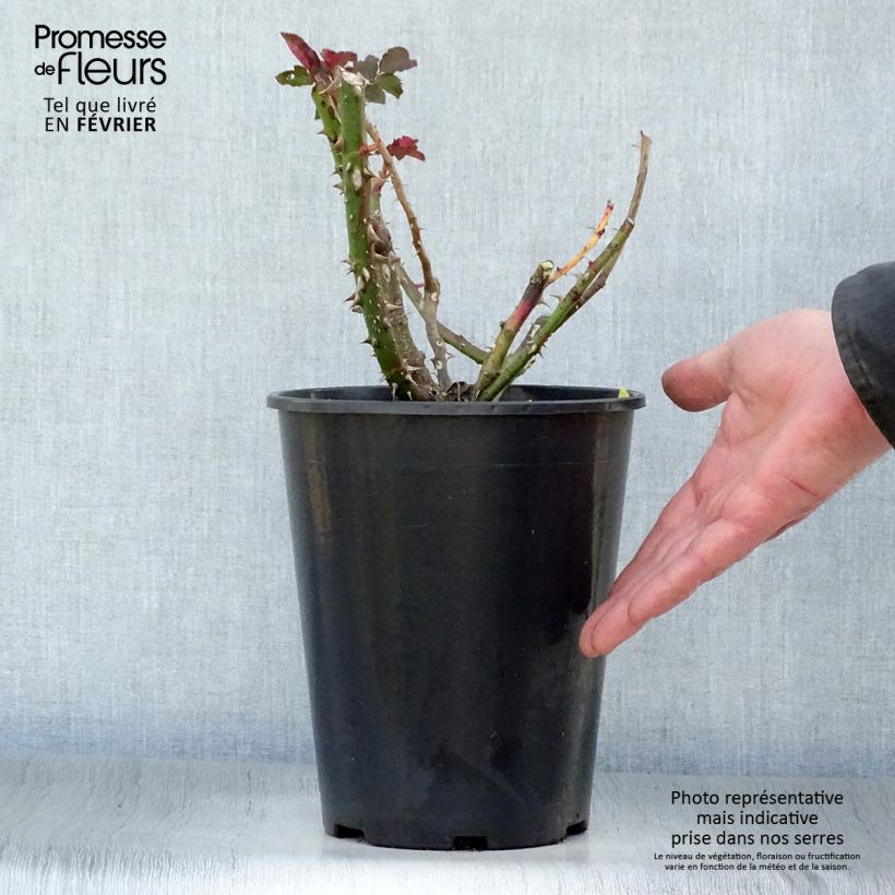 Rosa 'La Rotonde' - Hybrid Tea Rose 4L/5L pot sample as delivered in winter