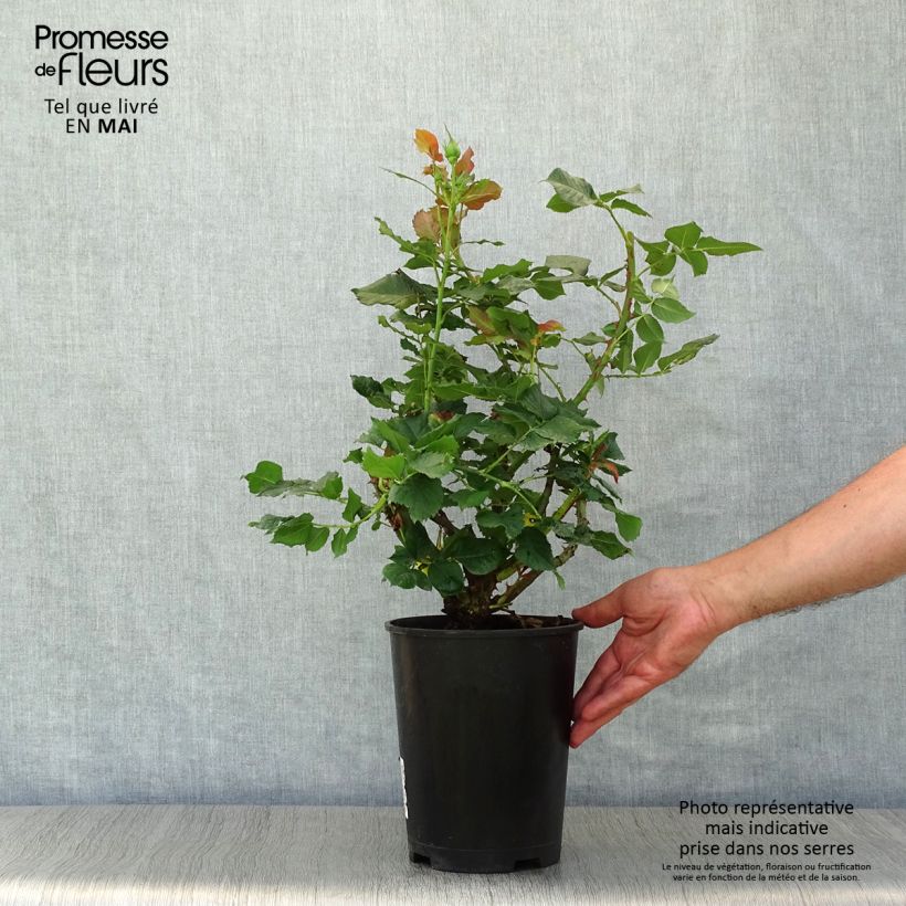 Rosa 'La Rotonde' - Hybrid Tea Rose 4L/5L pot sample as delivered in spring