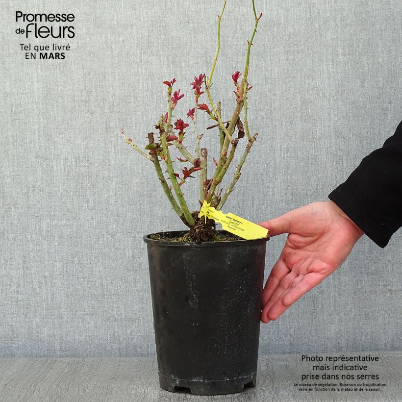 Rosa 'Trocadéro' 4L/5L pot sample as delivered in winter