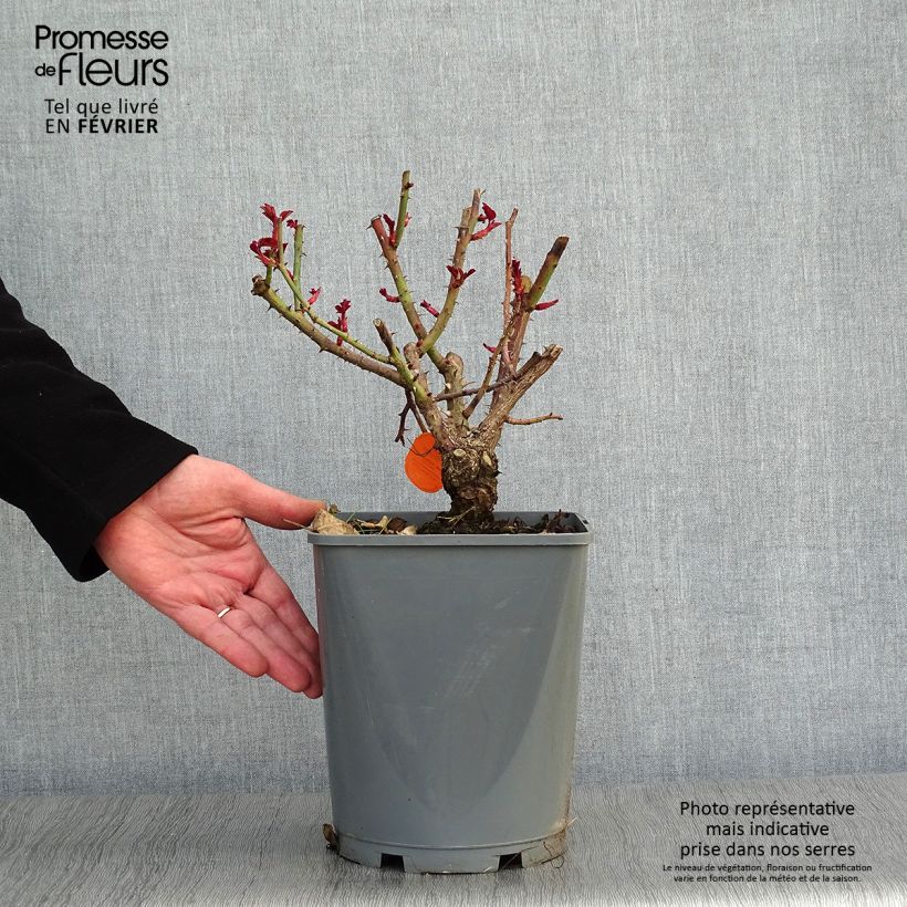 Rosa 'Line Renaud'  4L/5L pot sample as delivered in winter
