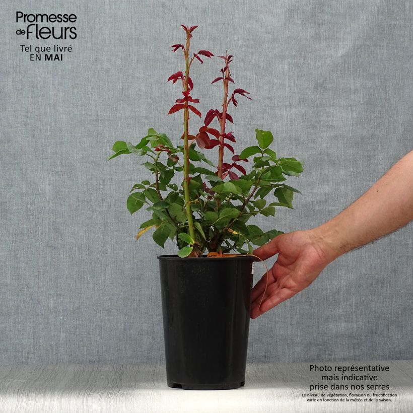 Rosa 'Lolita Lempicka' - Shrub Rose 4L/5L pot sample as delivered in spring