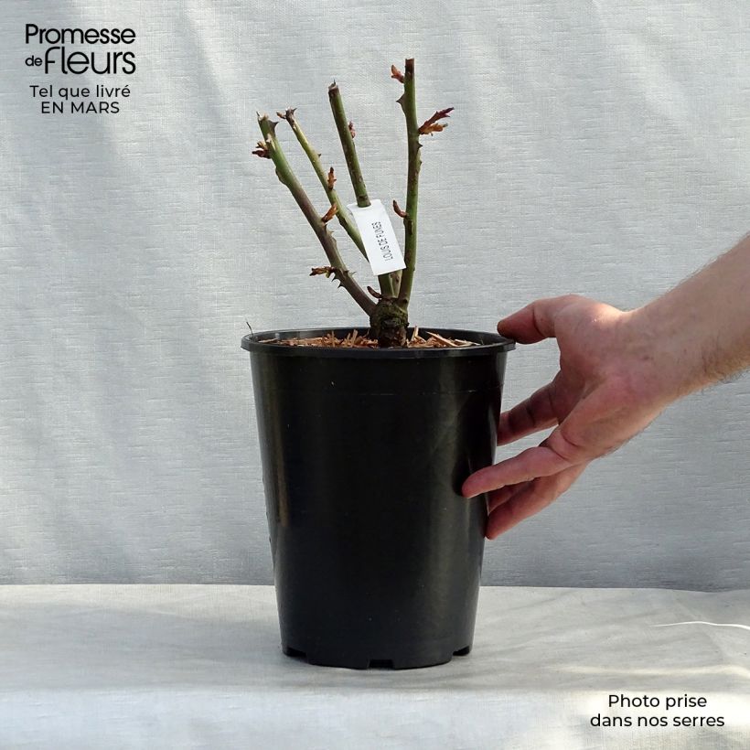 Rosa 'Louis de Funes' - Shrub Rose 4L/5L pot sample as delivered in spring