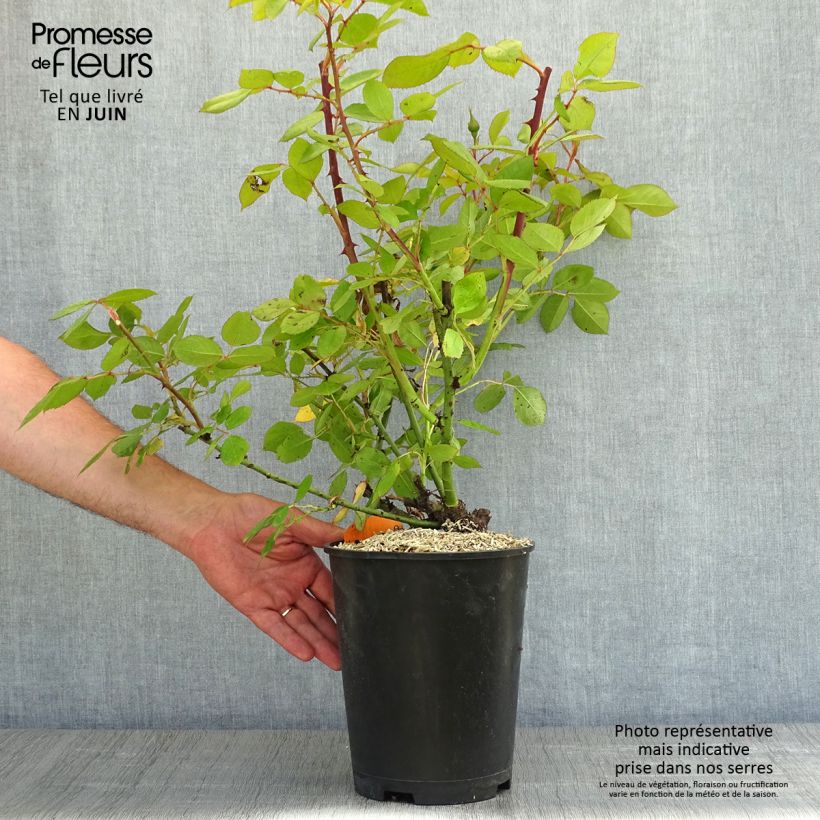 Rosa Lyon Lumières 4L/5L pot sample as delivered in spring