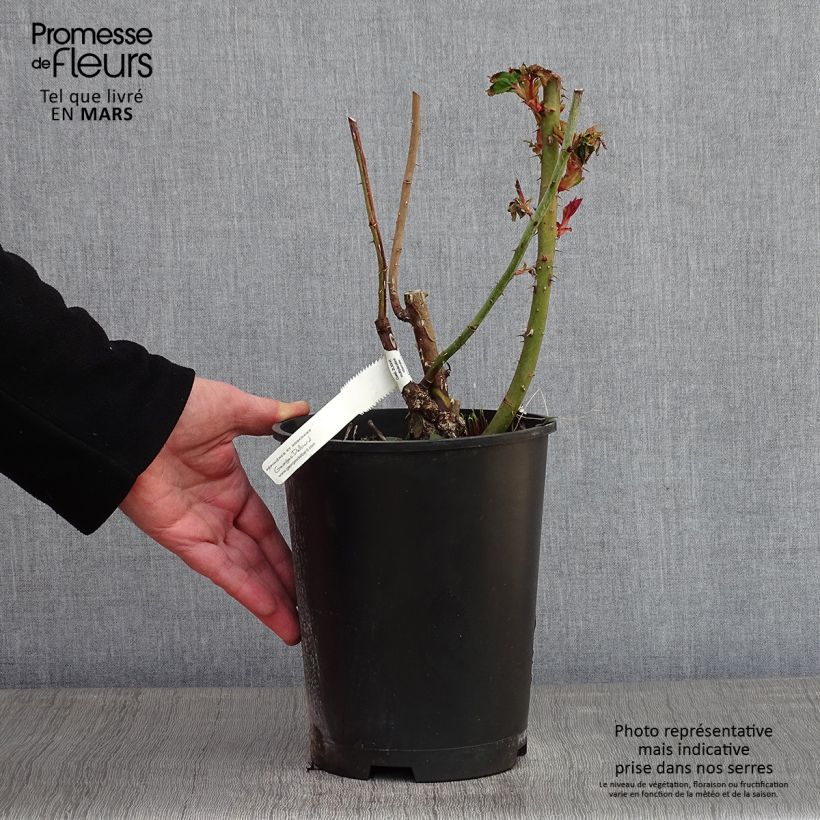 Rosa 'Marc Chagall' - Hybrid Tea Rose 3L/4L pot sample as delivered in winter