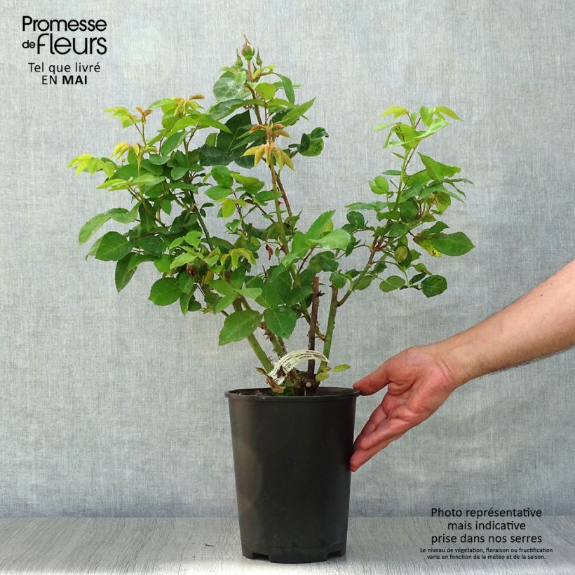 Rosa 'Marc Chagall' - Hybrid Tea Rose 3L/4L pot sample as delivered in spring