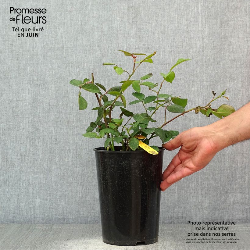 Rosa 'Mémoire' - Hybrid Tea Rose 4L/5L pot sample as delivered in spring
