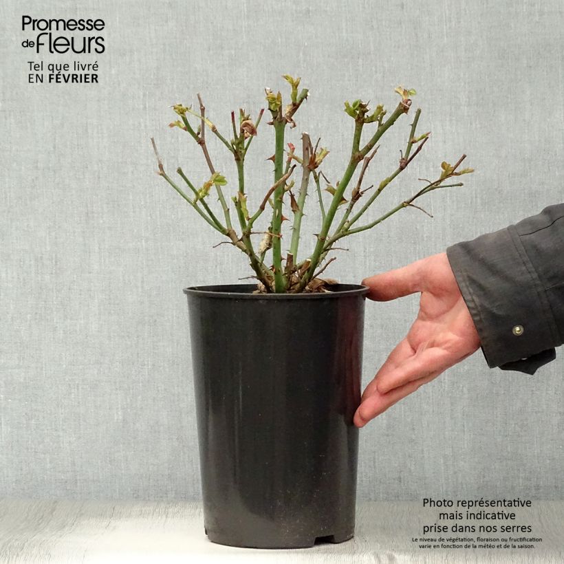 Rosa 'Madame A. Meilland' - Peace Rose - Hybrid Tea Rose 4L/5L pot sample as delivered in winter