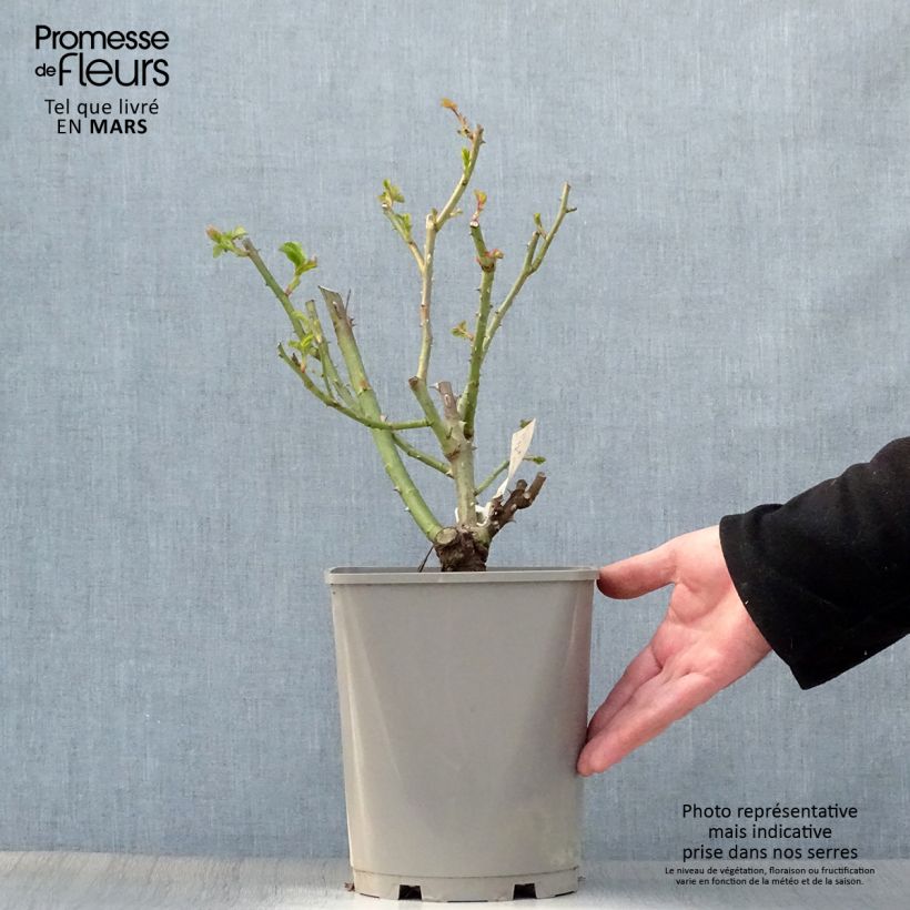 Rosa New Imagine - Shrub Rose 4L/5L pot sample as delivered in spring