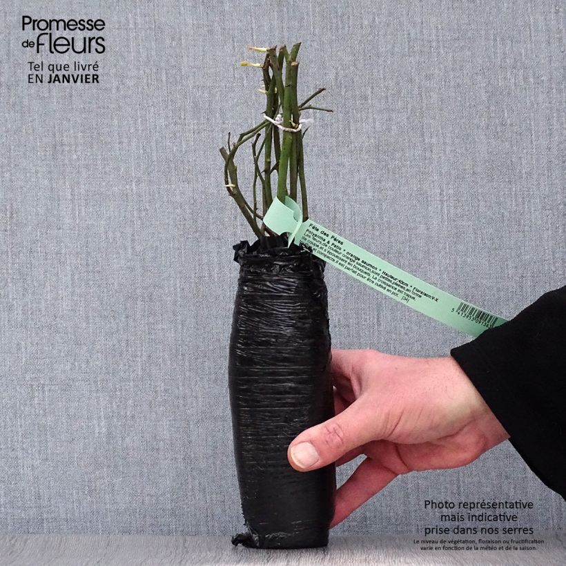 Rosa Nostalgie - Hybrid Tea Rose Wrapped bare root sample as delivered in winter