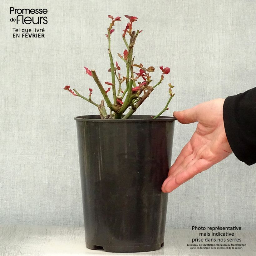 Rosa Fragrant Cloud  3L/4L pot sample as delivered in winter