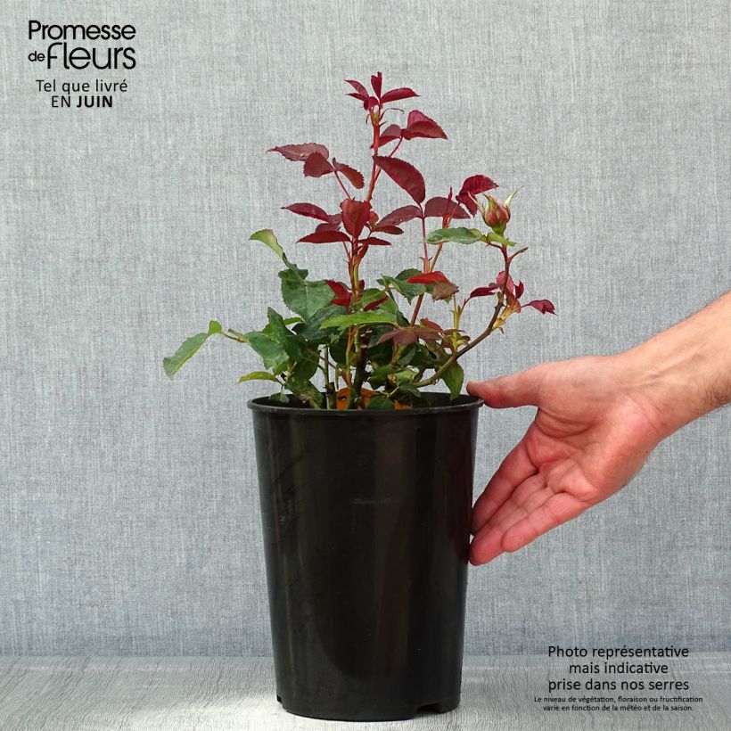 Rosa Fragrant Cloud  3L/4L pot sample as delivered in spring