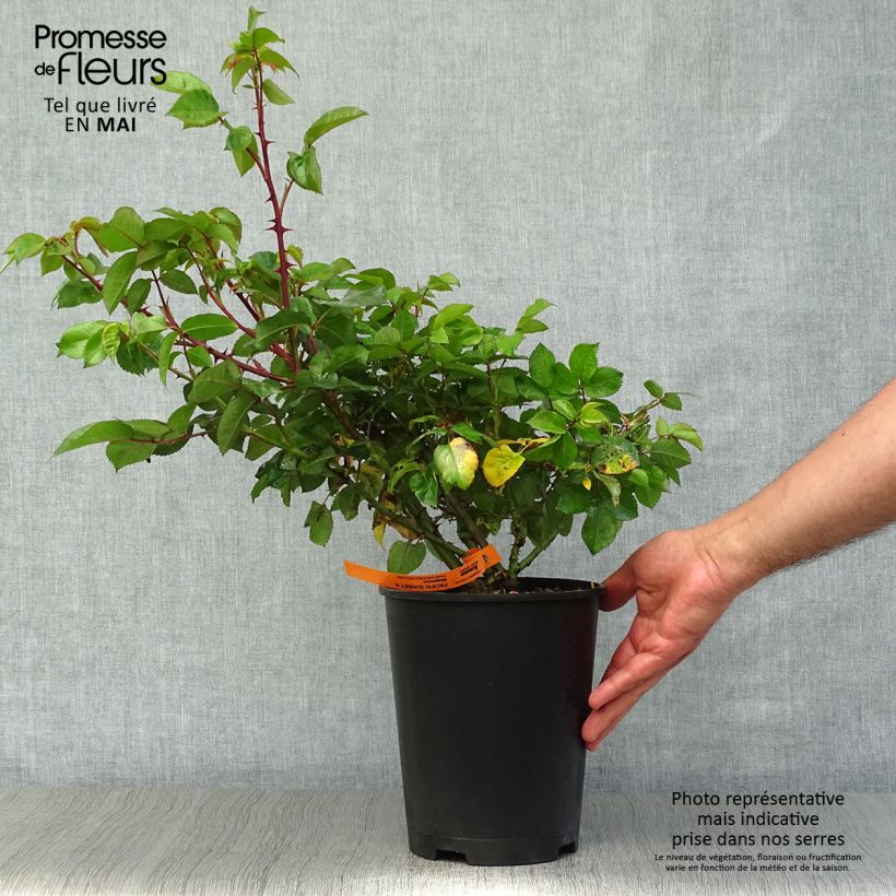 Rosa Pacific Sunset  4L/5L pot sample as delivered in spring